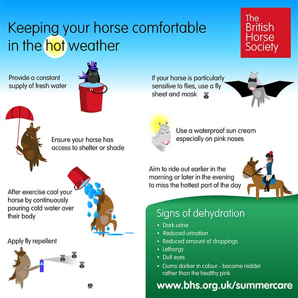 Keeping your horse comfortable in the hot weather