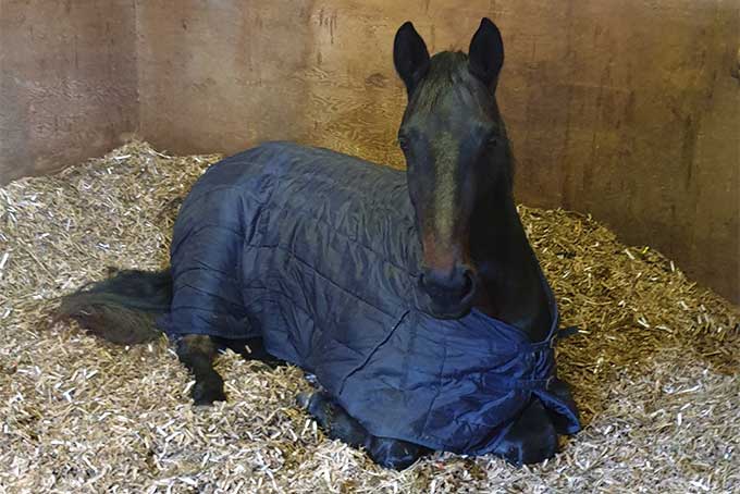 Horse laying down on S4Bed - Great Thermal Properties - cardboard horse and animal bedding reviews