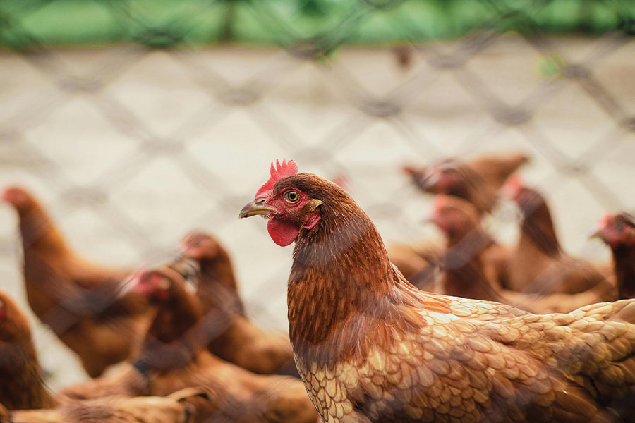 Bedding for Poultry blog image with Chickens behind a wire fence. Photo by Italo Melo: https://www.pexels.com/photo/brood-of-hen-2446695/