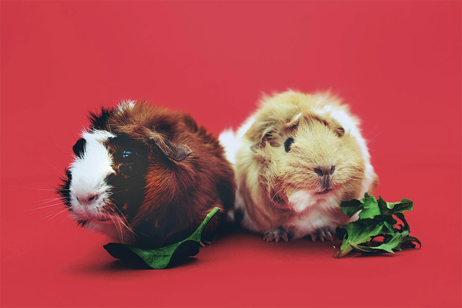 Photo by Scott Webb: https://www.pexels.com/photo/close-up-photo-of-two-brown-and-beige-guinea-pigs-1093126/