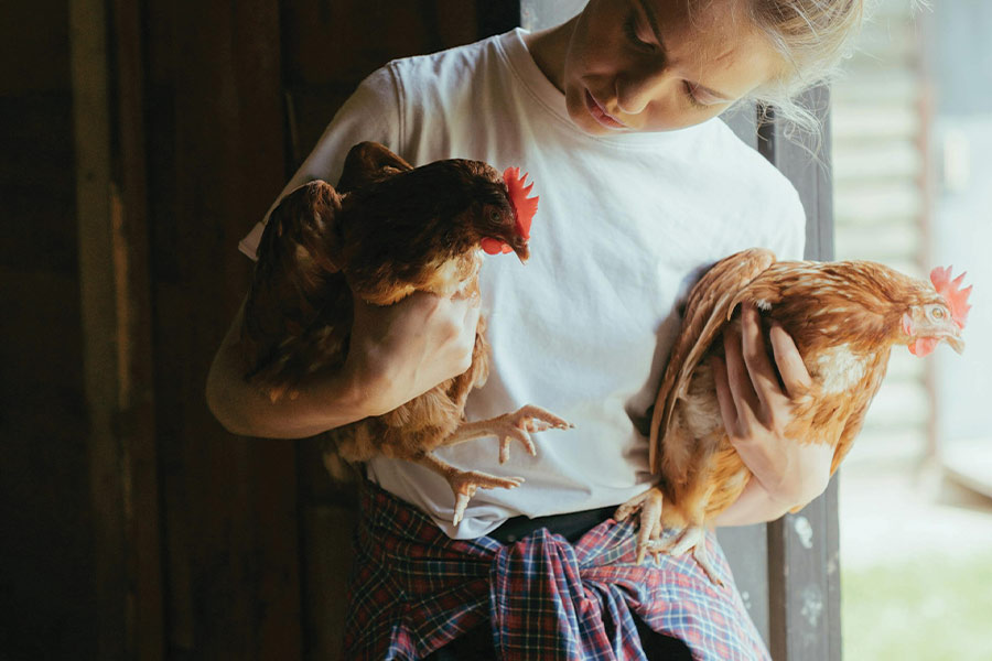 Chicken Bedding blog image. Woman holding two chickens in her arms inspecting them. Photo by cottonbro studio: https://www.pexels.com/photo/man-in-white-dress-shirt-holding-white-and-brown-chicken-4911733/