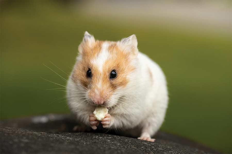 hamster bedding blog image of a hamster eating a treat. Photo by Sharon Snider: https://www.pexels.com/photo/close-up-photo-of-cute-hamster-4520484/