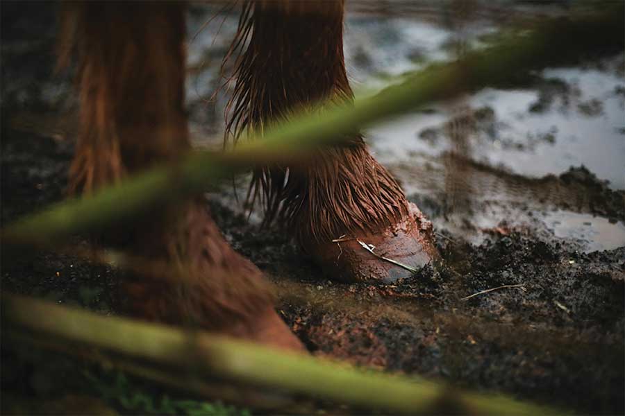 The Best Bedding for Wet Horses blog image or a wet horse hoof in mud. Photo by Mao Li: https://www.pexels.com/photo/close-up-of-wet-horse-hoof-12120991/