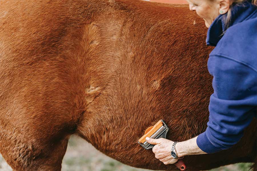 Winter skin conditions blog image of a woman brushing her horses coat Photo by Barbara Olsen : https://www.pexels.com/photo/a-woman-brushing-her-horse-7882897/