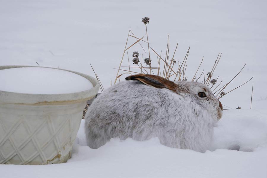 Rabbit Winter Car Blog Image of a Rabbit in the Snow Photo by Les Miller: https://www.pexels.com/photo/white-bunny-on-snow-21085517/