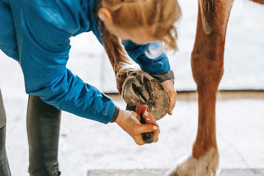 Winter hoof conditions blog image showing a woman cleaning her horses hoof. Photo by Barbara Olsen : https://www.pexels.com/photo/woman-cleaning-horseshoe-7883349/