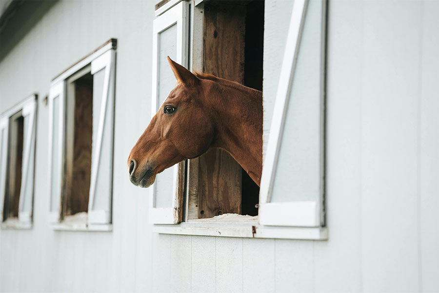 How to muck out horses stalls using cardboard bedding blog of a horse looking out a stall window. Photo by Joel Zar: https://www.pexels.com/photo/brown-horse-sticking-its-head-out-of-a-stable-13570602/