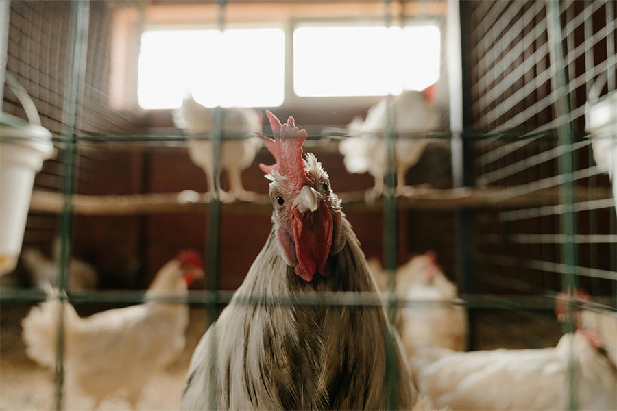 Rearing poultry blog image with a chicken in a coop behind a fence. Photo by cottonbro studio: https://www.pexels.com/photo/white-and-brown-rooster-in-cage-4911708/