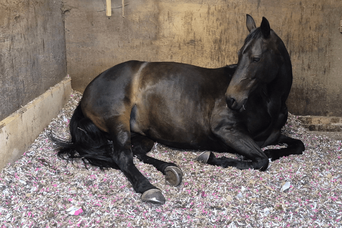 Horse lying down on S4Bed