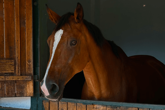 Best Horse Bedding for Box Rest Recovery (COPD, Colic, Injury)