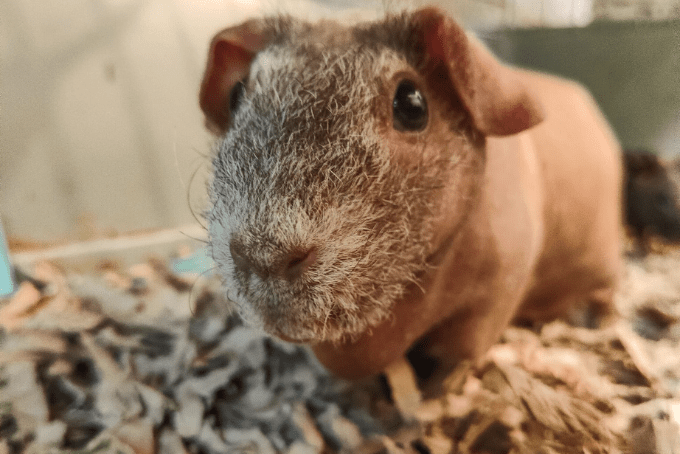 Dust-Extracted Recycled Cardboard Bedding for Small Animals
