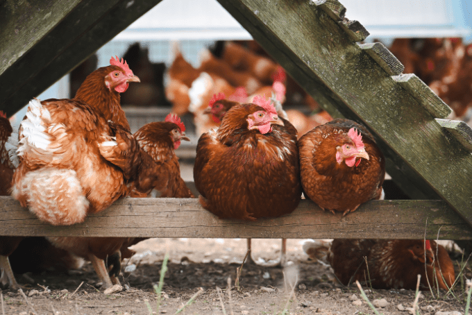 Avian Flu: Protecting Your Flock and How S4Bed Can Help