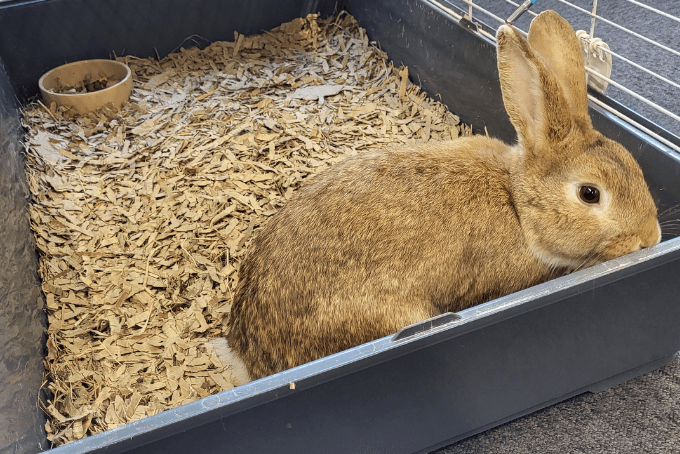 Rabbit in a carry cage with S4bedding
