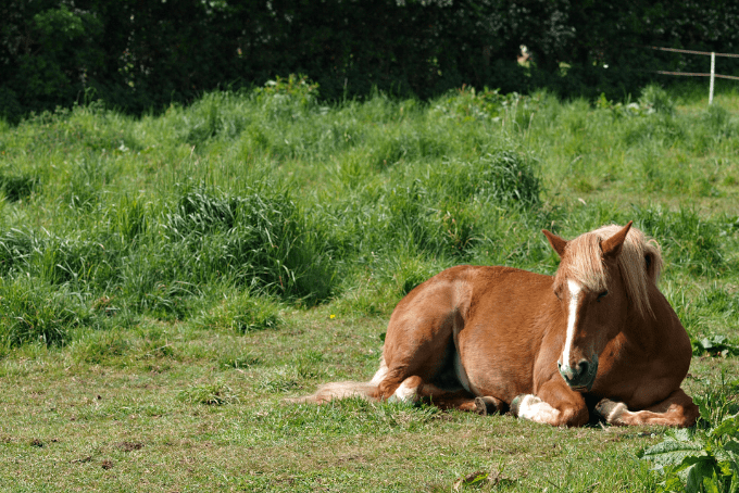 Spring Grass and Laminitis in Horses: Signs, Prevention & Bedding Tips