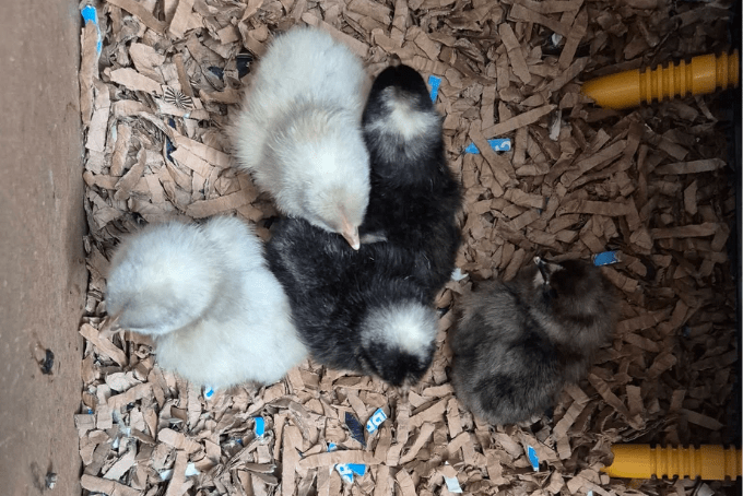 S4Bed Cardboard Bedding for Chickens, Game Birds & Nesting Boxes
