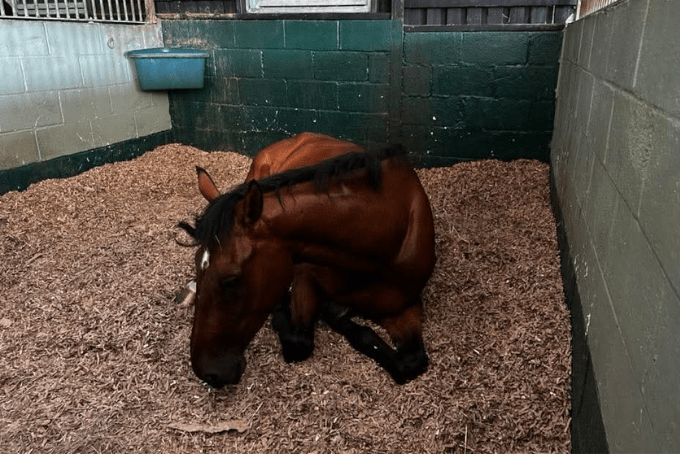 Why Sustainable Horse Bedding Is Becoming a Priority for Modern Horse Owners