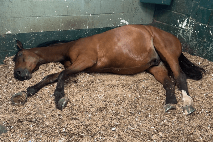 Horse Bedding Comparison – S4Bed vs Straw & Shavings